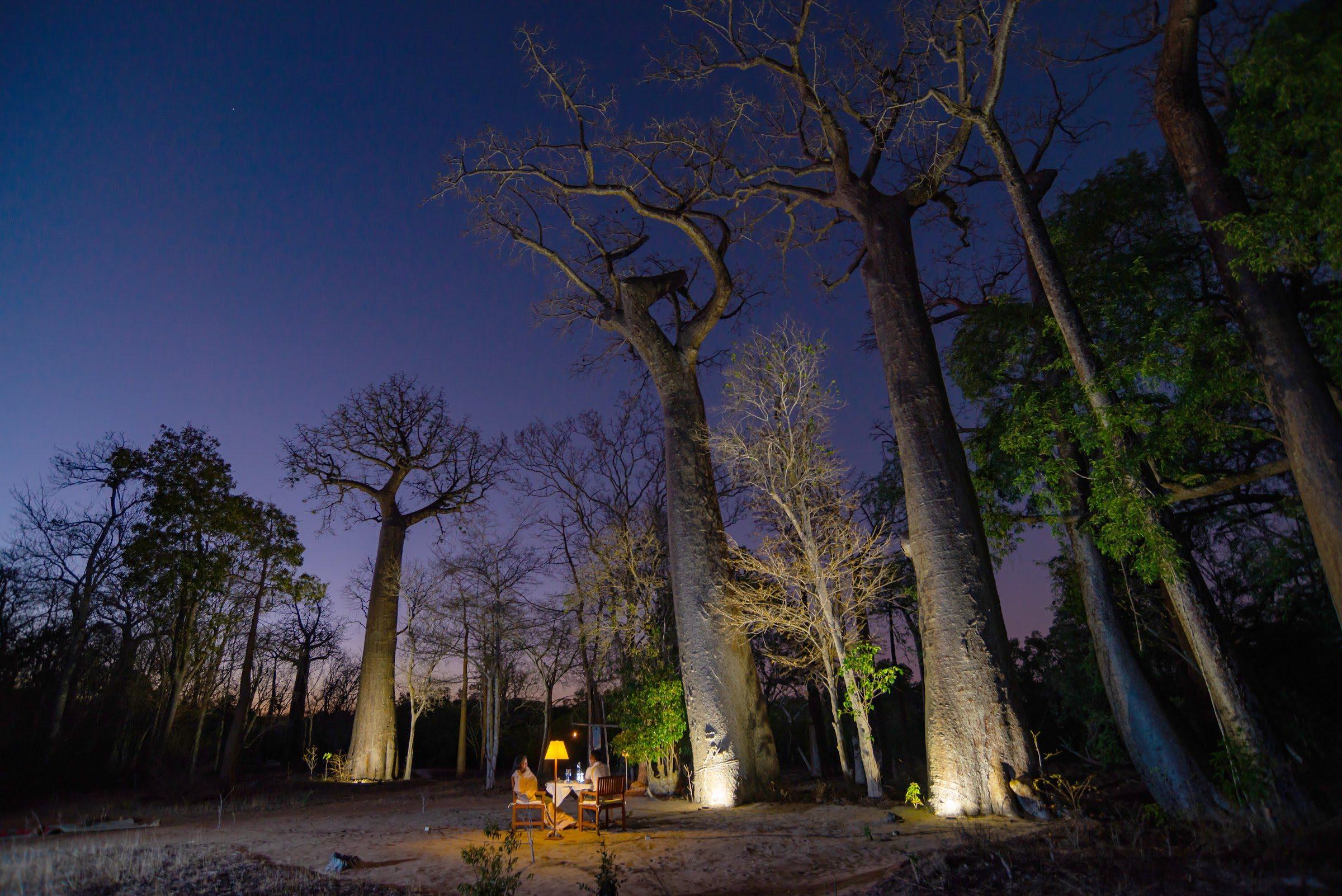 Baobabs lit at night