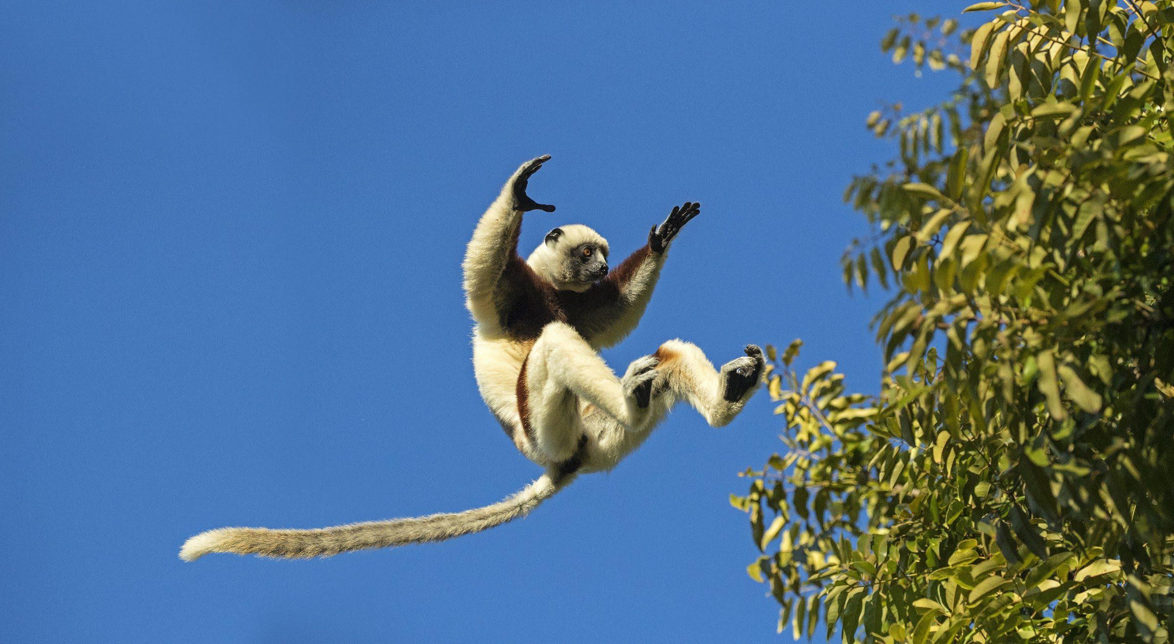 A Coquerel's sifaka mid-leap