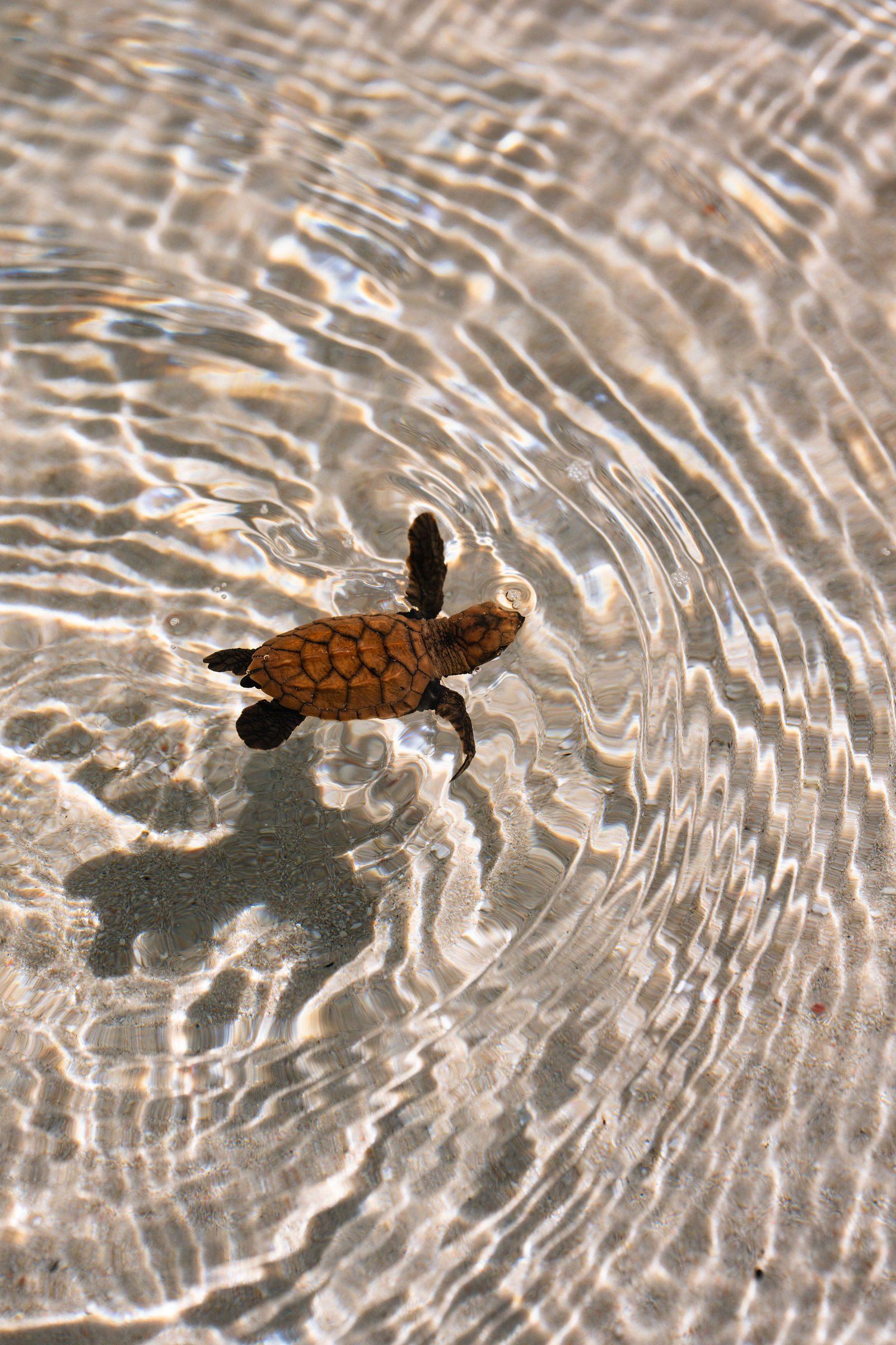 A turtle hatchling crossing the sand