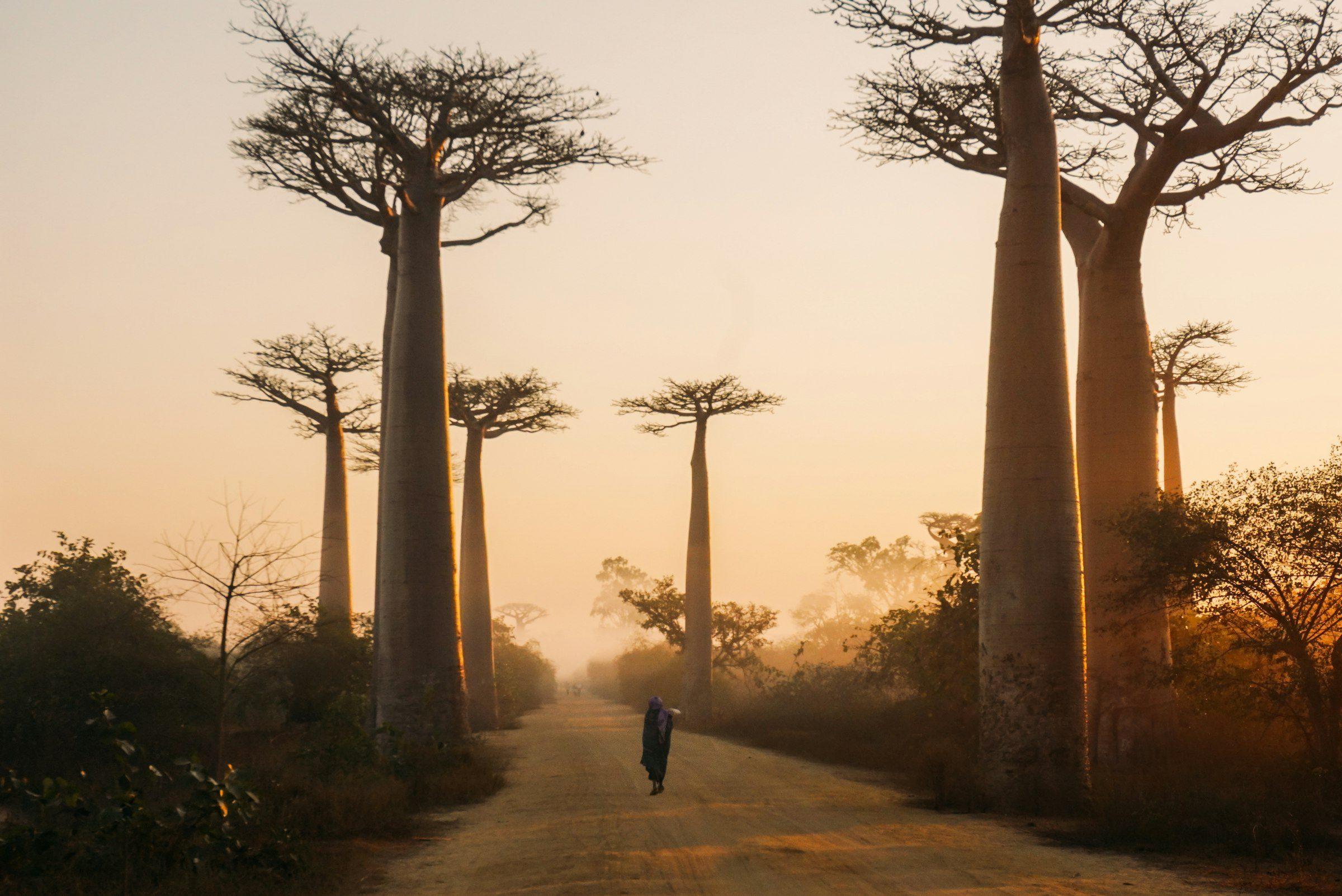 Avenue of baobabs
